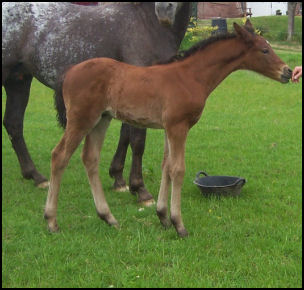 Knabstrupper colt